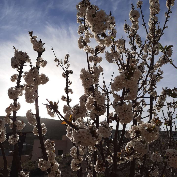 مشاركاتي في أنت الراصد