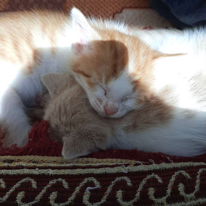 مشاركاتي في أنت الراصد