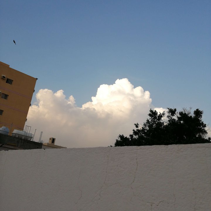 مشاركاتي في أنت الراصد