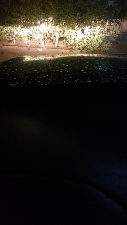 مشاركاتي في أنت الراصد