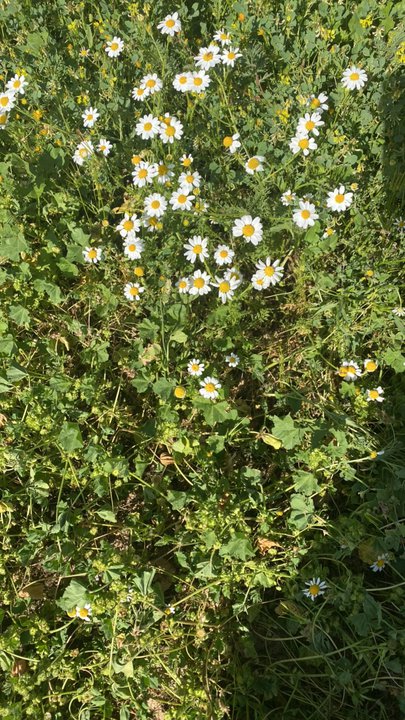 Mes publications Crowdsourcing