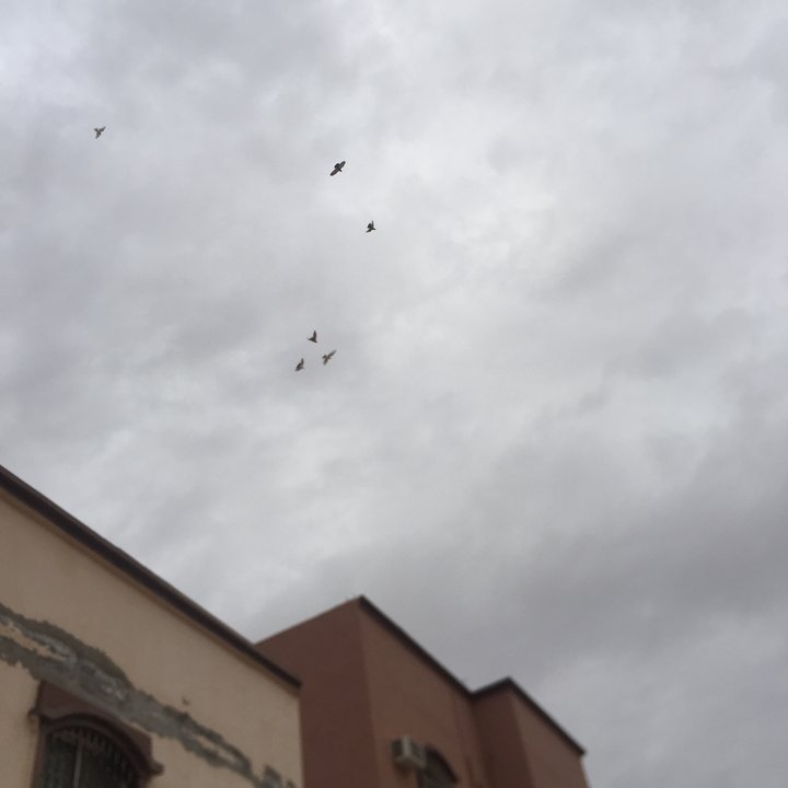 مشاركاتي في أنت الراصد