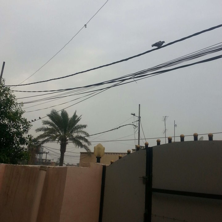 مشاركاتي في أنت الراصد