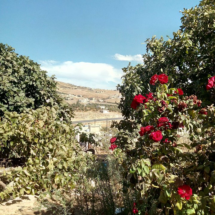 مشاركاتي في أنت الراصد