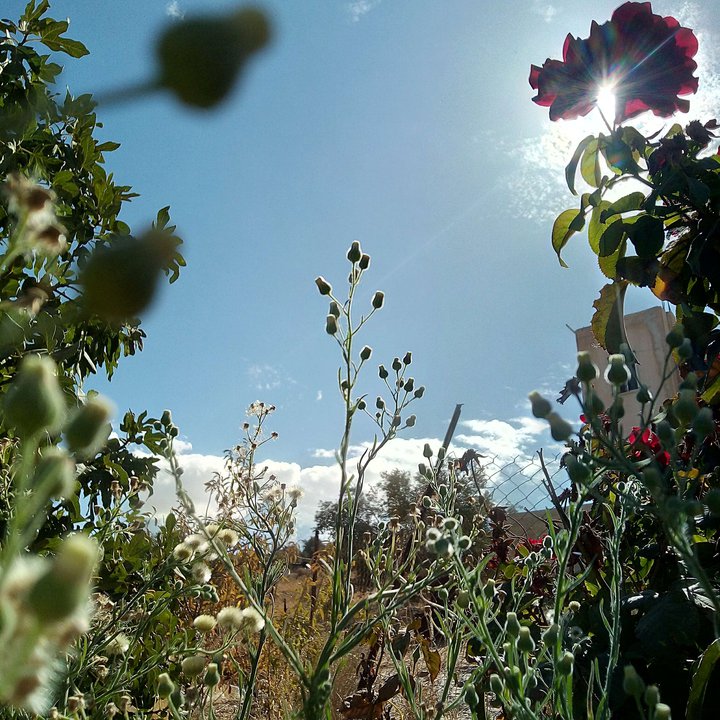 مشاركاتي في أنت الراصد