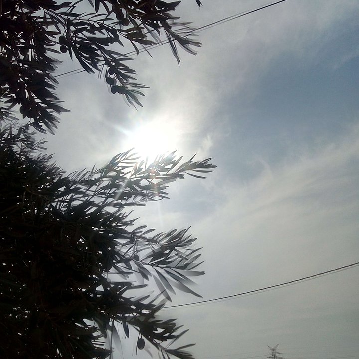 مشاركاتي في أنت الراصد