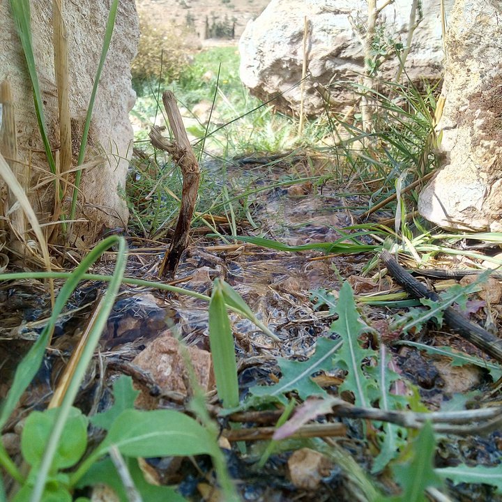 مشاركاتي في أنت الراصد