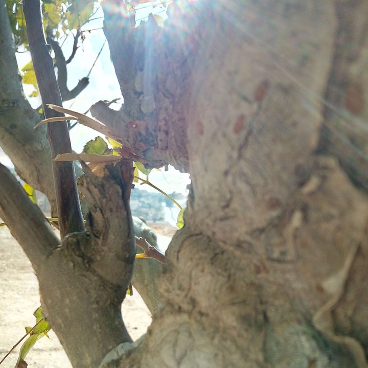 مشاركاتي في أنت الراصد