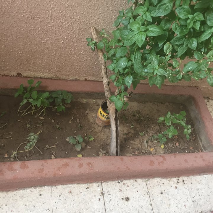 مشاركاتي في أنت الراصد