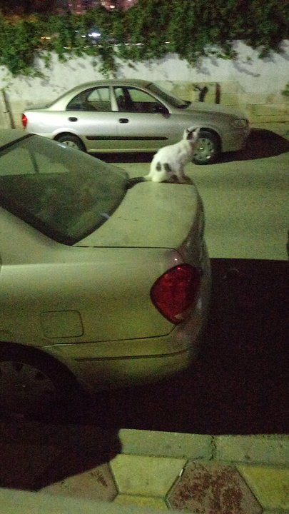 مشاركاتي في أنت الراصد