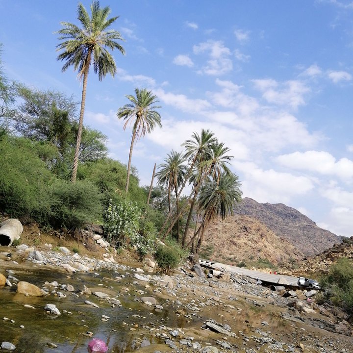 مشاركاتي في أنت الراصد