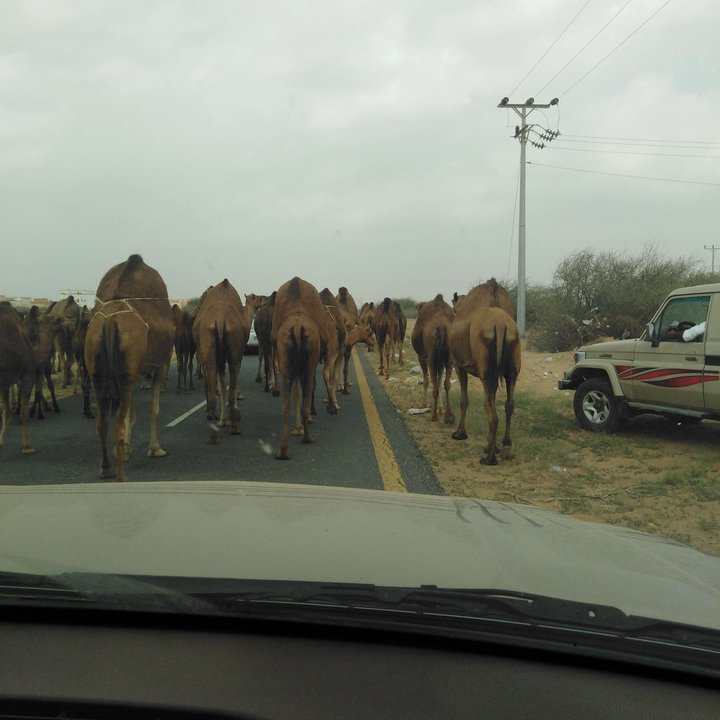 مشاركاتي في أنت الراصد