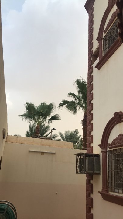 مشاركاتي في أنت الراصد