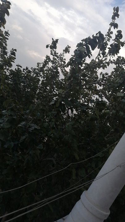 مشاركاتي في أنت الراصد