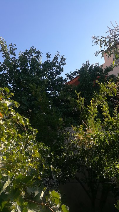 مشاركاتي في أنت الراصد