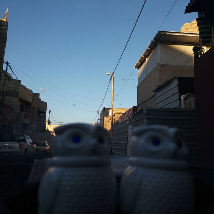 مشاركاتي في أنت الراصد