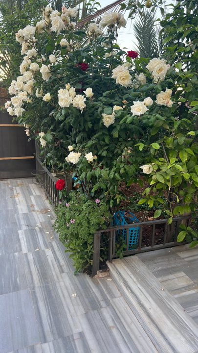 مشاركاتي في أنت الراصد