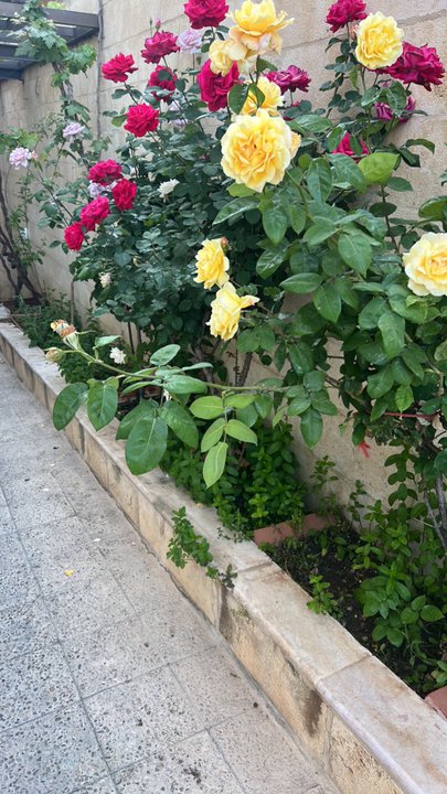 مشاركاتي في أنت الراصد