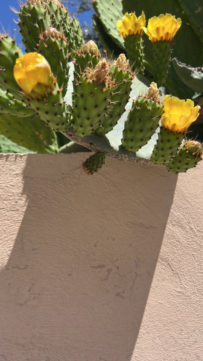 مشاركاتي في أنت الراصد