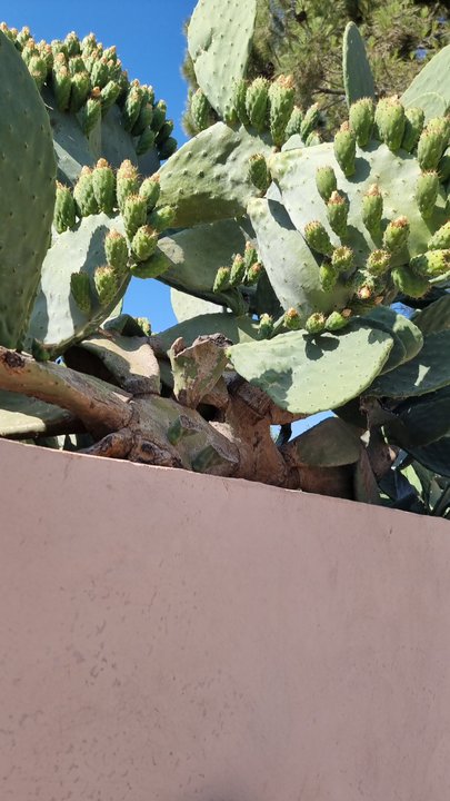 مشاركاتي في أنت الراصد