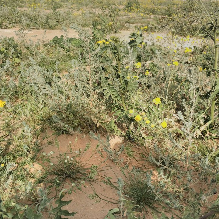 مشاركاتي في أنت الراصد