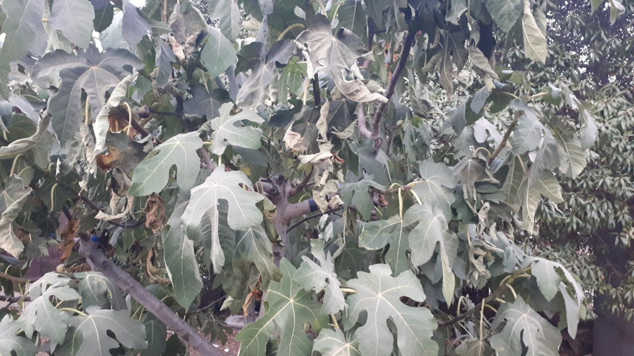 مشاركاتي في أنت الراصد