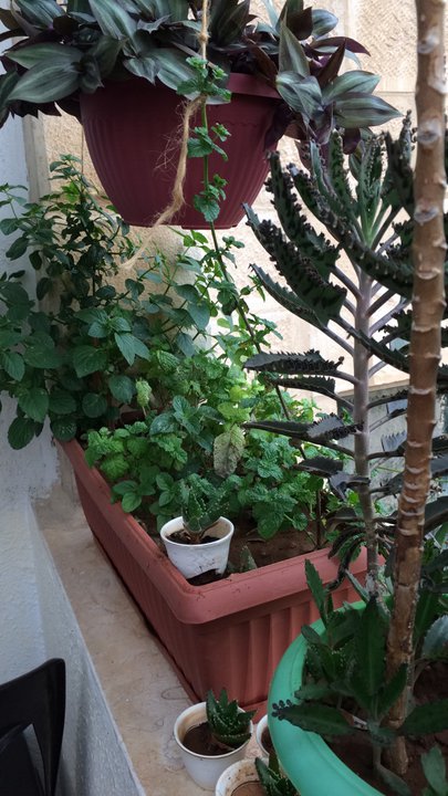 مشاركاتي في أنت الراصد