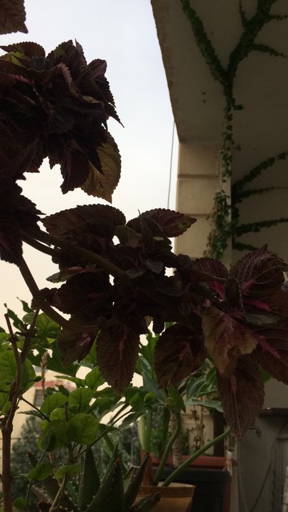 مشاركاتي في أنت الراصد