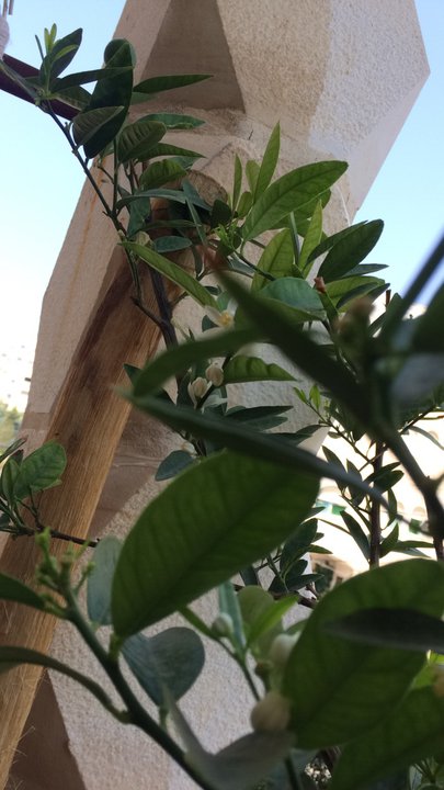 مشاركاتي في أنت الراصد