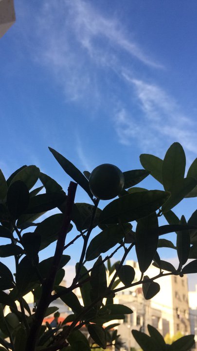 مشاركاتي في أنت الراصد