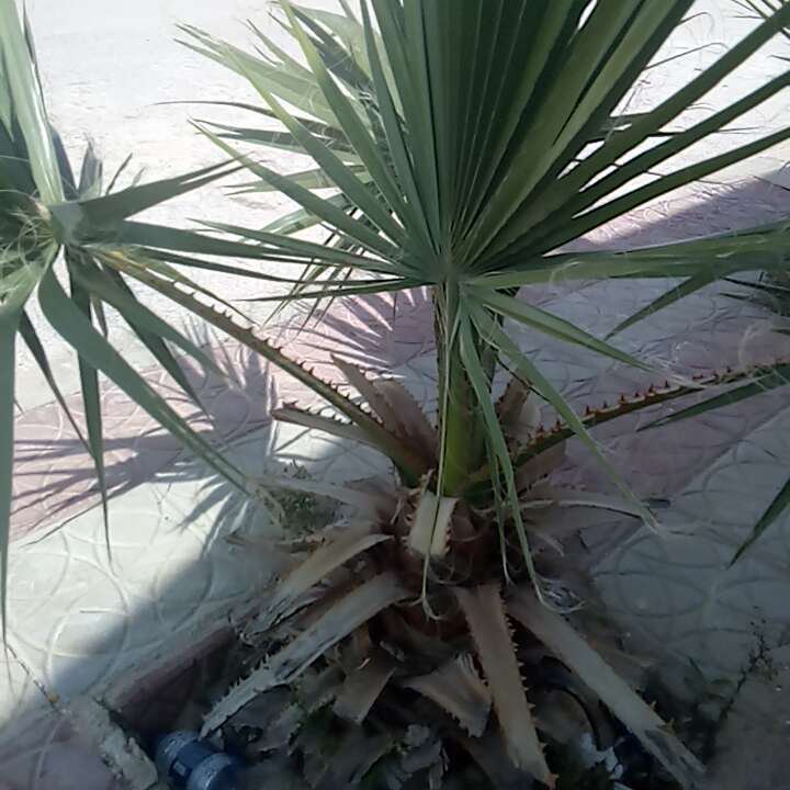 Mes publications Crowdsourcing