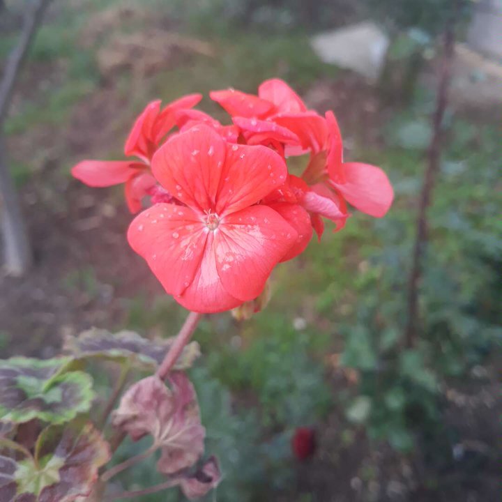 Mes publications Crowdsourcing