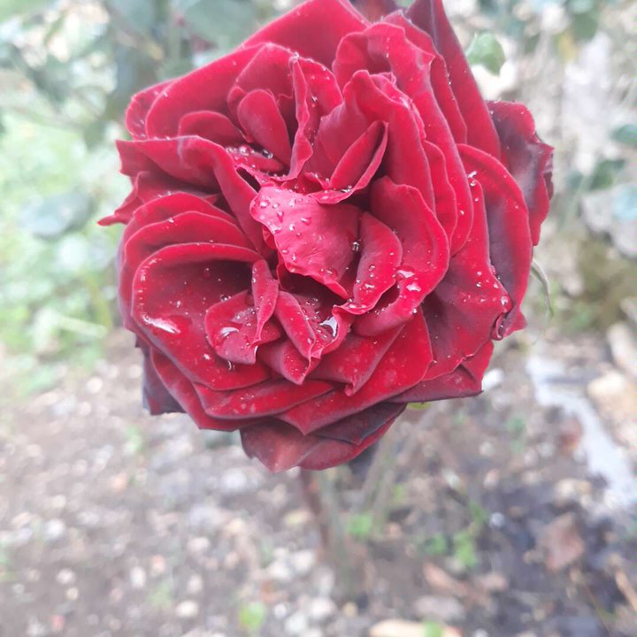 Mes publications Crowdsourcing