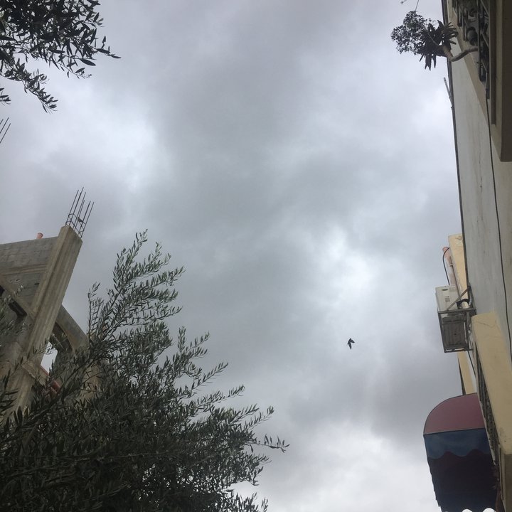 مشاركاتي في أنت الراصد