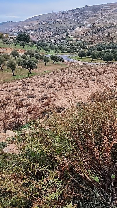 مشاركاتي في أنت الراصد