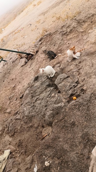 مشاركاتي في أنت الراصد