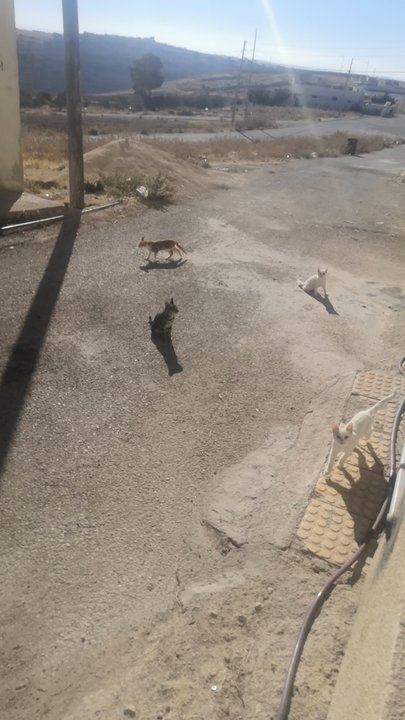 مشاركاتي في أنت الراصد