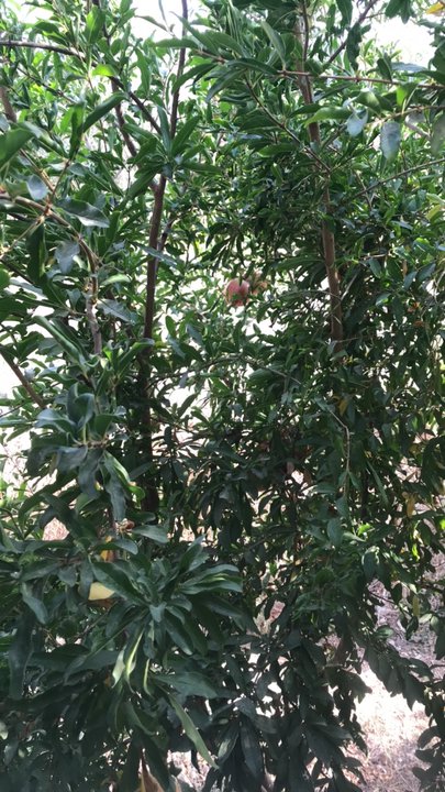 مشاركاتي في أنت الراصد