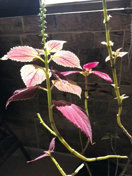 مشاركاتي في أنت الراصد