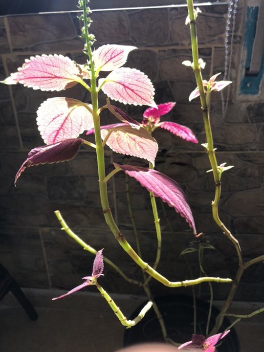 مشاركاتي في أنت الراصد