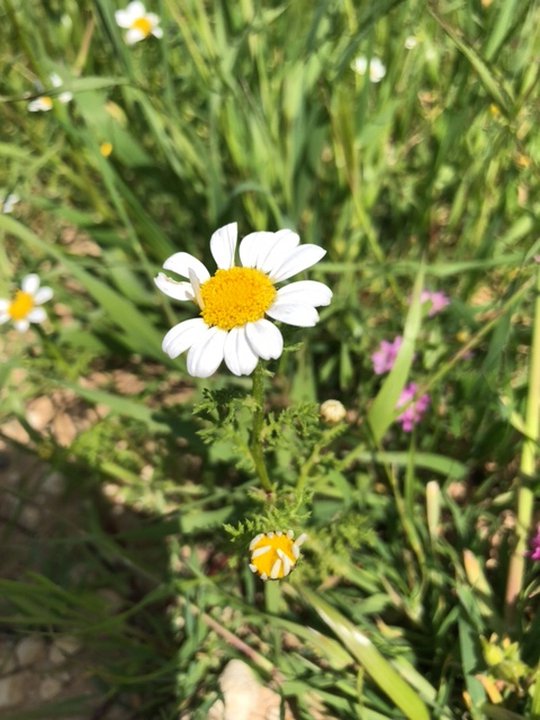 Mes publications Crowdsourcing