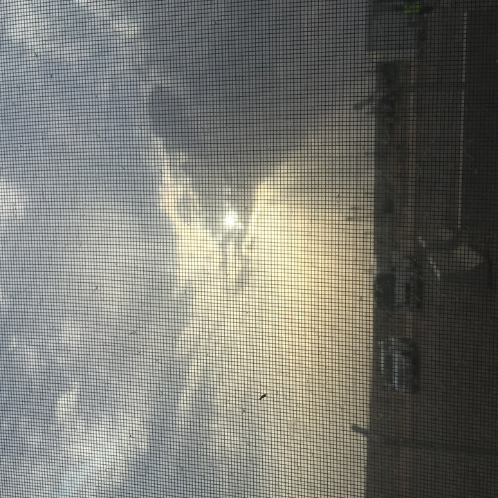 مشاركاتي في أنت الراصد