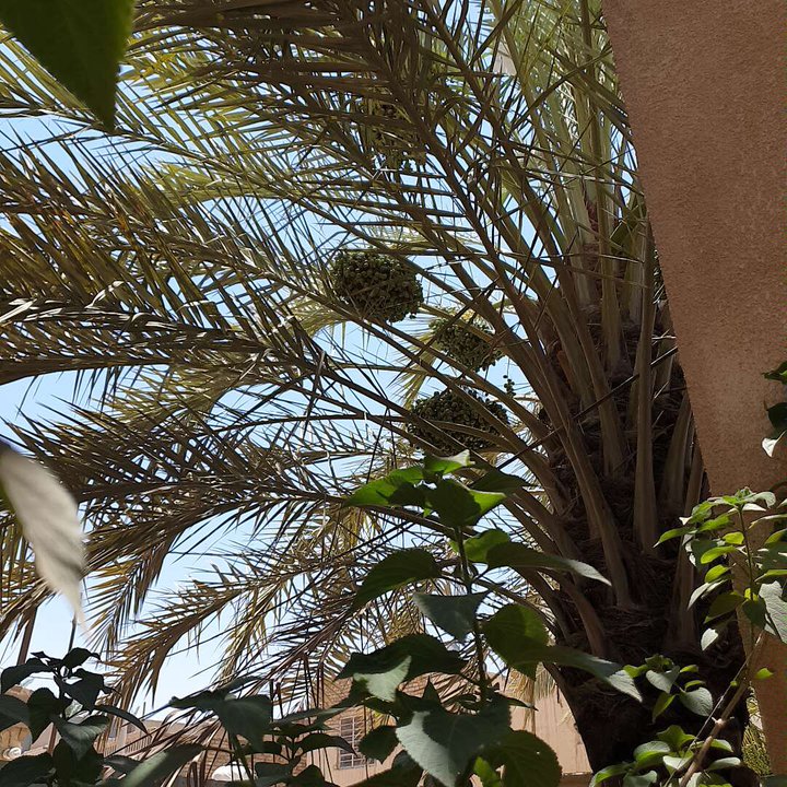 مشاركاتي في أنت الراصد