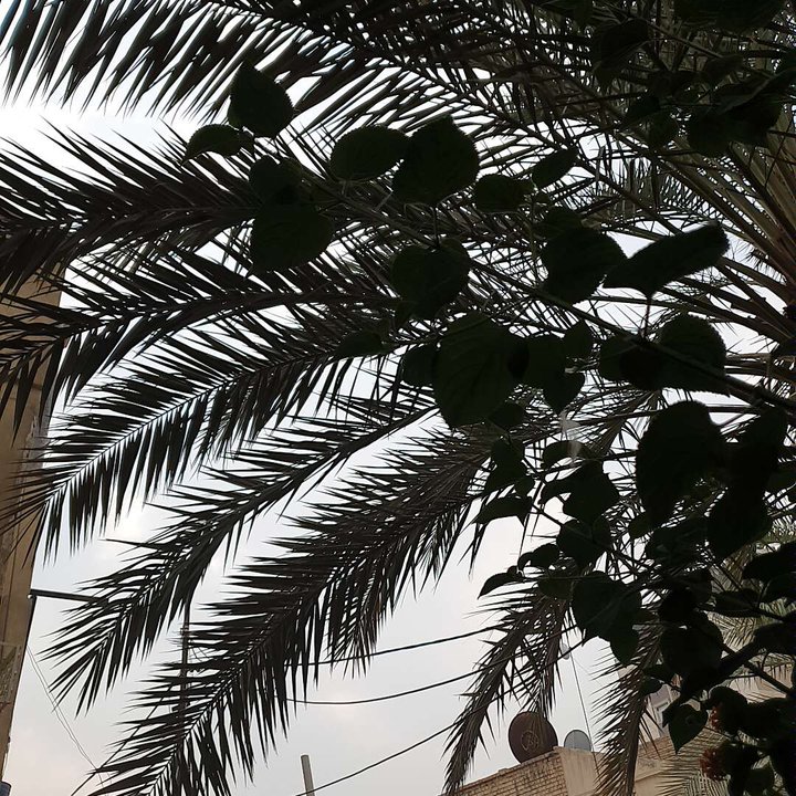 مشاركاتي في أنت الراصد