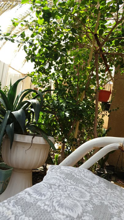 مشاركاتي في أنت الراصد