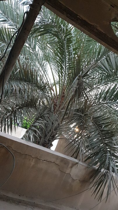 مشاركاتي في أنت الراصد