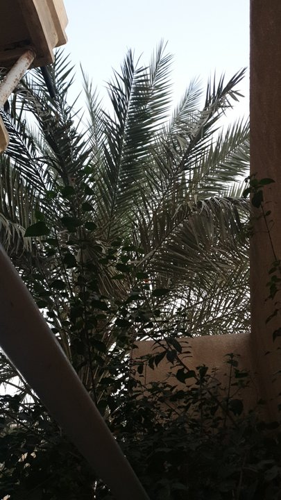 مشاركاتي في أنت الراصد