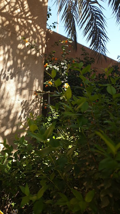 مشاركاتي في أنت الراصد