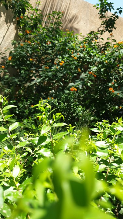 مشاركاتي في أنت الراصد