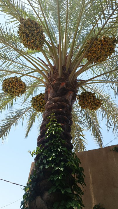 مشاركاتي في أنت الراصد